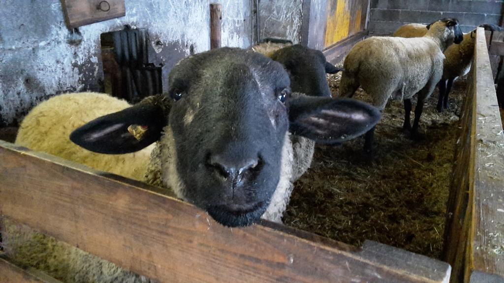 Bio-Bauernhof Rettenbachgut Werfen Eksteriør billede